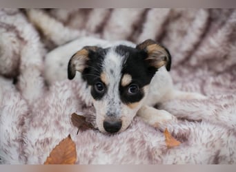 Welpe Chip-Nr. 253319 - die kleine Maus wartet sehnsüchtig auf eine eigene Familie!