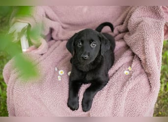 Welpe ANNA - die kleine Maus sucht ein liebevolles Für-Immer Zuhause!