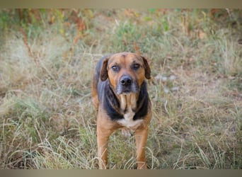 JONNY - der liebe Schatz sucht ein ruhiges, liebevolles Für-Immer Zuhause