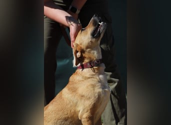 ROXY - die ausgeglichene, gesellige Hündin möchte DEIN Herz erobern!