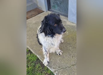 CRNI - der neugierige und aktive Rüde sucht eine unternehmungslustige Familie!