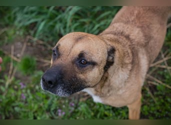 BERTA - neugieriger Balljunkie mit kleinem Handicap sucht Menschen mit Hundeerfahrung