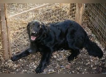 LIBERTY - die fröhliche, aufgeschlossene Hündin träumt von einem liebevollen Zuhause