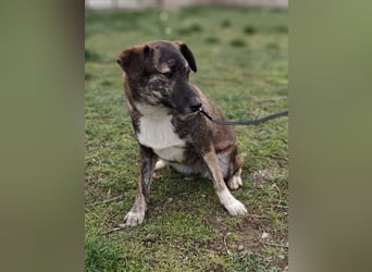 LUCY - die liebe und freundliche Hündin sucht eine unternehmungslustige Familie!