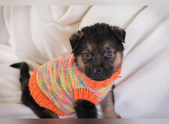 Welpe BUENO - wenn ich groß bin möchte ich eine richtige Familienhündin sein!