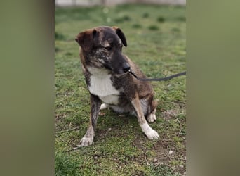 LUCY - die liebe und freundliche Hündin sucht eine unternehmungslustige Familie!