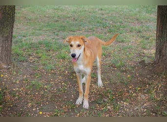 SVEN - wer schenkt mir ein Zuhause und zeigt mir die Welt?