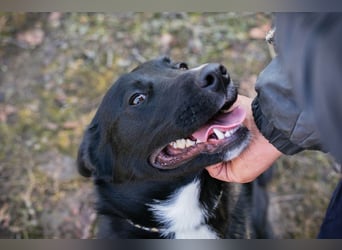 MIRAN - der aktive, zugängliche Rüde sucht eine hundeerfahrene, unternehmungslustige Familie!