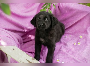 Welpe LOTTI - das goldige kleine Mädchen mit den Kulleräuglein sucht ein liebevolles Zuhause!