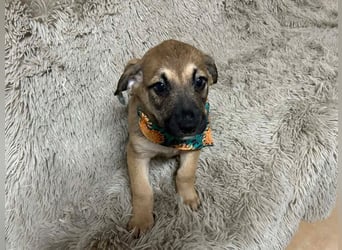 Welpe Chip-Nr. 256522 - der kleine Mann träumt von tollen Abenteuern mit seinen Menschen