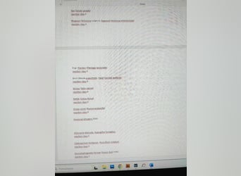 JAX - wer zeigt dem gemütlichen, zugänglichen und braven Rüden, wie schön das Leben sein kann?