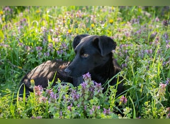Welpe Chip-Nr. 258412 - lernnen, kuscheln, spielen - wer schenkt mir ein Zuhause?
