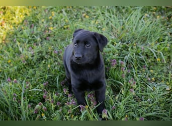 Welpe Chip-Nr. 267753 - wer schenkt mir sein Herz und ein Für-Immer Zuhause?