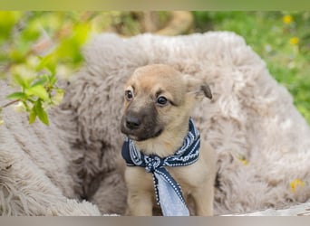 Welpe JAMIE - ich freue mich auf ein tolles Für-Immer Zuhause!