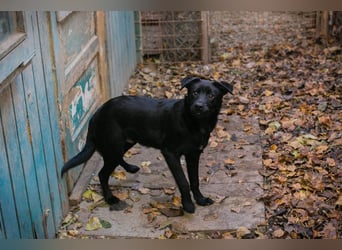 BARNEY - black is beautiful - ich träume von tollen Abenteuern mit meinen Menschen