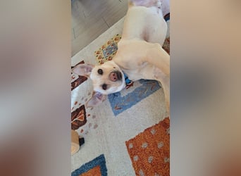 LEO - wer sucht einen treuen Begleiter fürs Leben?