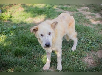 NOBBY - der herzensgute Senior wünscht sich noch ein liebes Zuhause und ein warmes Körbchen...