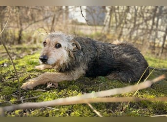 HERMANN - der zurückhaltende, ältere Strubbel ist auf der Suche nach Liebe und Geborgenheit