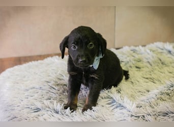 Welpe BAGHIRA - ich träume von tollen Erlebnissen mit meinen Menschen!