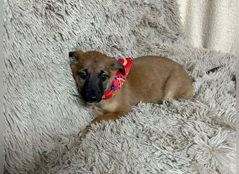 Welpe Chip-Nr. 273268 - welche liebe Familie zeigt mir, wie schön ein Hundeleben sein kann?