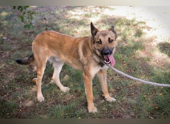 Chip 289818 - Junger Mann sucht ein aktives Zuhause