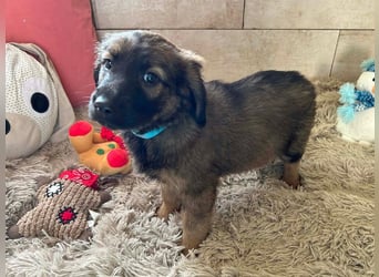 Welpe WILLI - der süße Rüde freut sich darauf, mit seinen Menschen die Welt zu entdecken!