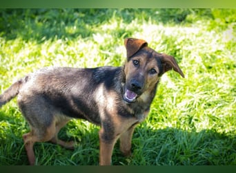 STINA - die aufgeweckte Hündin liebt es zu spielen und zu kuscheln