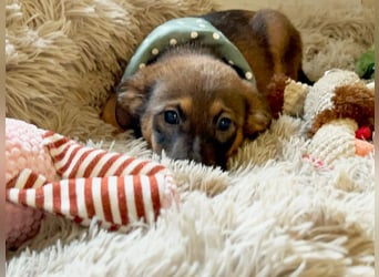 Welpe JAGO - ich träume von einem liebevollen Zuhause...