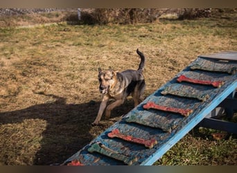 NANDO - ich möchte so gerne ankommen und das Leben in einer Familie genießen...