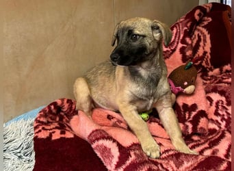 Welpe Chip-Nr. 256271 - wenn ich groß bin möchte ich eine richtige Familienhündin sein!