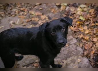 BARNEY - black is beautiful - ich träume von tollen Abenteuern mit meinen Menschen