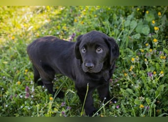 Welpe Chip-Nr. 256531 - ich freue mich darauf, mit meinen Menschen die Welt zu entdecken!