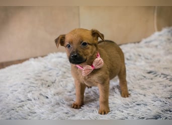 Welpe Chip-Nr. 256803 - ich träume davon, ein geliebtes Familienmitglied zu sein...