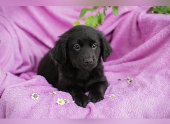 Welpe LOTTI - das goldige kleine Mädchen mit den Kulleräuglein sucht ein liebevolles Zuhause!