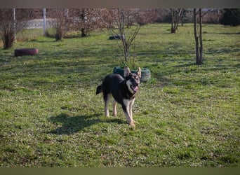 Chip-Nr. 260490 - wenn ich groß bin möchte ich ein richtiger Familienhund sein!