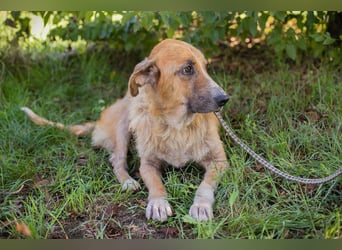 MANUEL - der liebe, brave Senior möchte so gerne noch Geborgenheit im eigenen Zuhause kennenlernen..