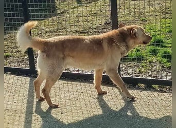 MATEL - der hübsche, freundliche Rüde sucht Menschen mit Hundeerfahrung