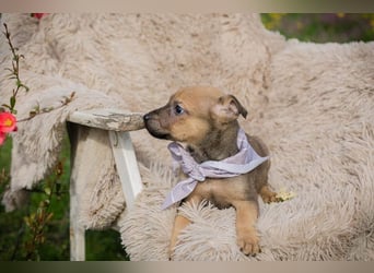 Welpe AMARETTO - kuscheln, spielen, lernen - wer zeigt mir, wie schön ein Hundeleben sein kann?