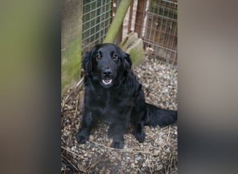 LIBERTY - die fröhliche, aufgeschlossene Hündin träumt von einem liebevollen Zuhause