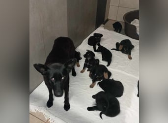 SONJA - ich möchte mit dir schmusen, lernen, spazieren gehen... schenkst du mir ein Zuhause?