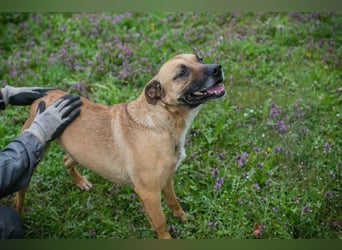 BERTA - neugieriger Balljunkie mit kleinem Handicap sucht Menschen mit Hundeerfahrung