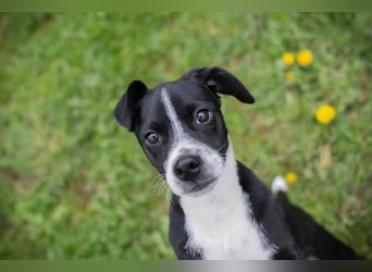 Welpe HUBSI - der fröhliche und lebhafte kleine Junge sucht eine unternehmungslustige Familie!