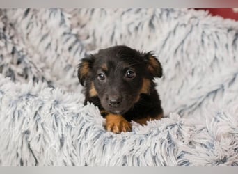 Welpe FLORI - ich träume davon, mit meinen Menschen die Welt zu entdecken!