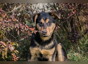 BAILEY - ich möchte so gerne ein Teil deiner Familie sein!