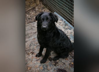 OLE - black is beautiful - der lustige und brave Junge sucht ein tolles Für-Immer Zuhause!