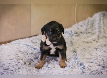 Welpe BELLA - ich möchte so gerne ein Teil deiner Familie sein!