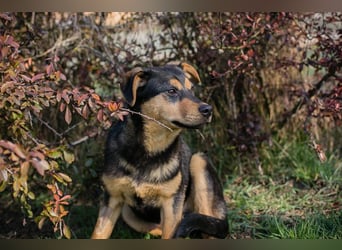 BAILEY - ich möchte so gerne ein Teil deiner Familie sein!