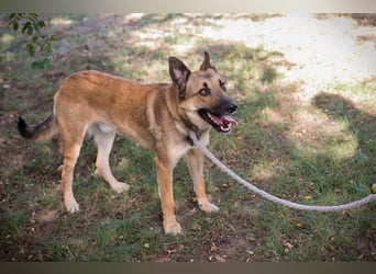 Chip 289818 - Junger Mann sucht ein aktives Zuhause