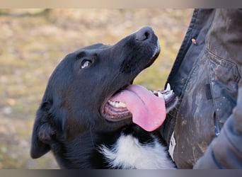MIRAN - der aktive, zugängliche Rüde sucht eine hundeerfahrene, unternehmungslustige Familie!
