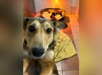 Welpe Chip-Nr. 273268 - welche liebe Familie zeigt mir, wie schön ein Hundeleben sein kann?